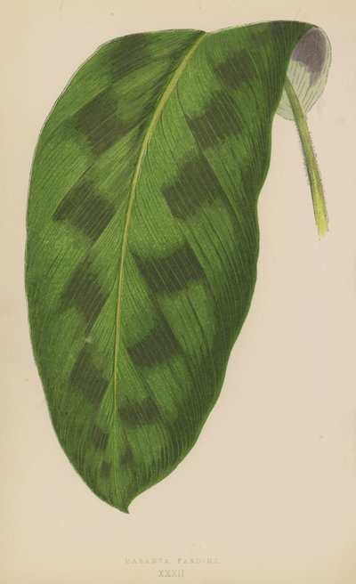 Maranta Pardina af English School